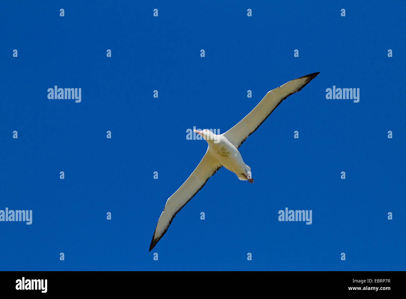 wandering albatros (Diomedea exulans), at the sky, Antarctica, Suedgeorgien, Prion Island Stock Photo