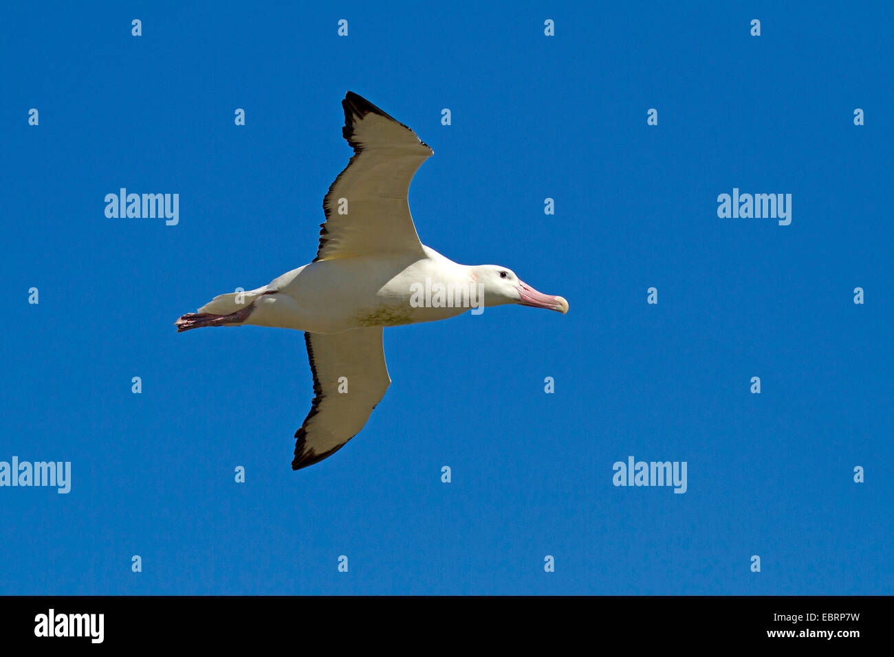 wandering albatros (Diomedea exulans), at the sky, Antarctica, Suedgeorgien, Prion Island Stock Photo