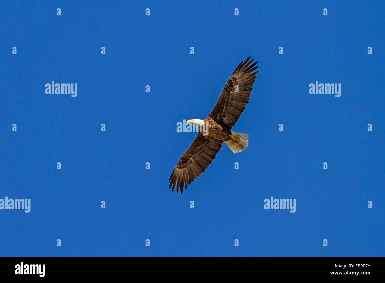 Bald eagle flying from below hi-res stock photography and images - Alamy