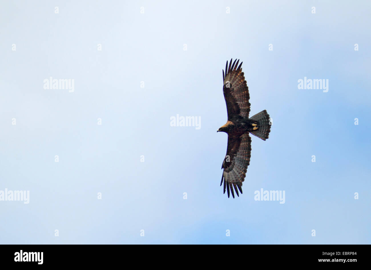 Wahlberg's eagle (Hieraaetus wahlbergi), flying, South Africa, Kgaswane Mountain Reserve Stock Photo