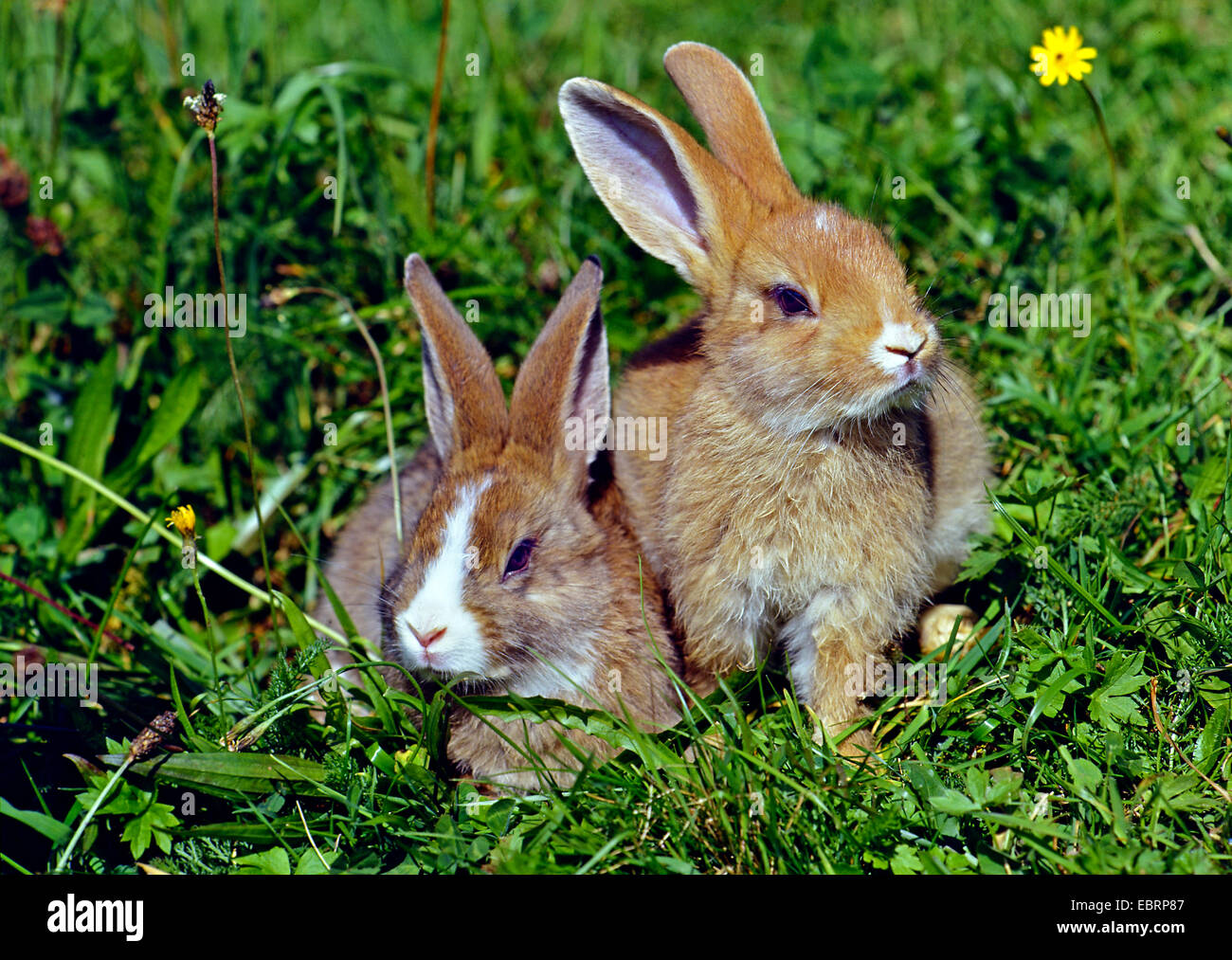 dwarf rabbit (Oryctolagus cuniculus f. domestica), two dwarf rabbits in a meadow, Germany Stock Photo