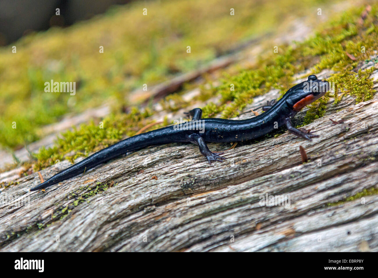 Jordan's salamander, red-cheeked salamander, Appalachian woodland salamander (Plethodon jordani), on deadwood, USA, Tennessee, Great Smoky Mountains National Park Stock Photo