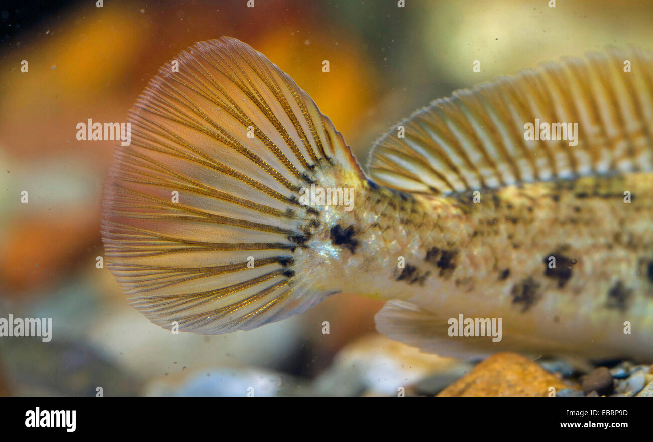 round goby (Neogobius melanostomus), female, detail of the tail fin Stock Photo