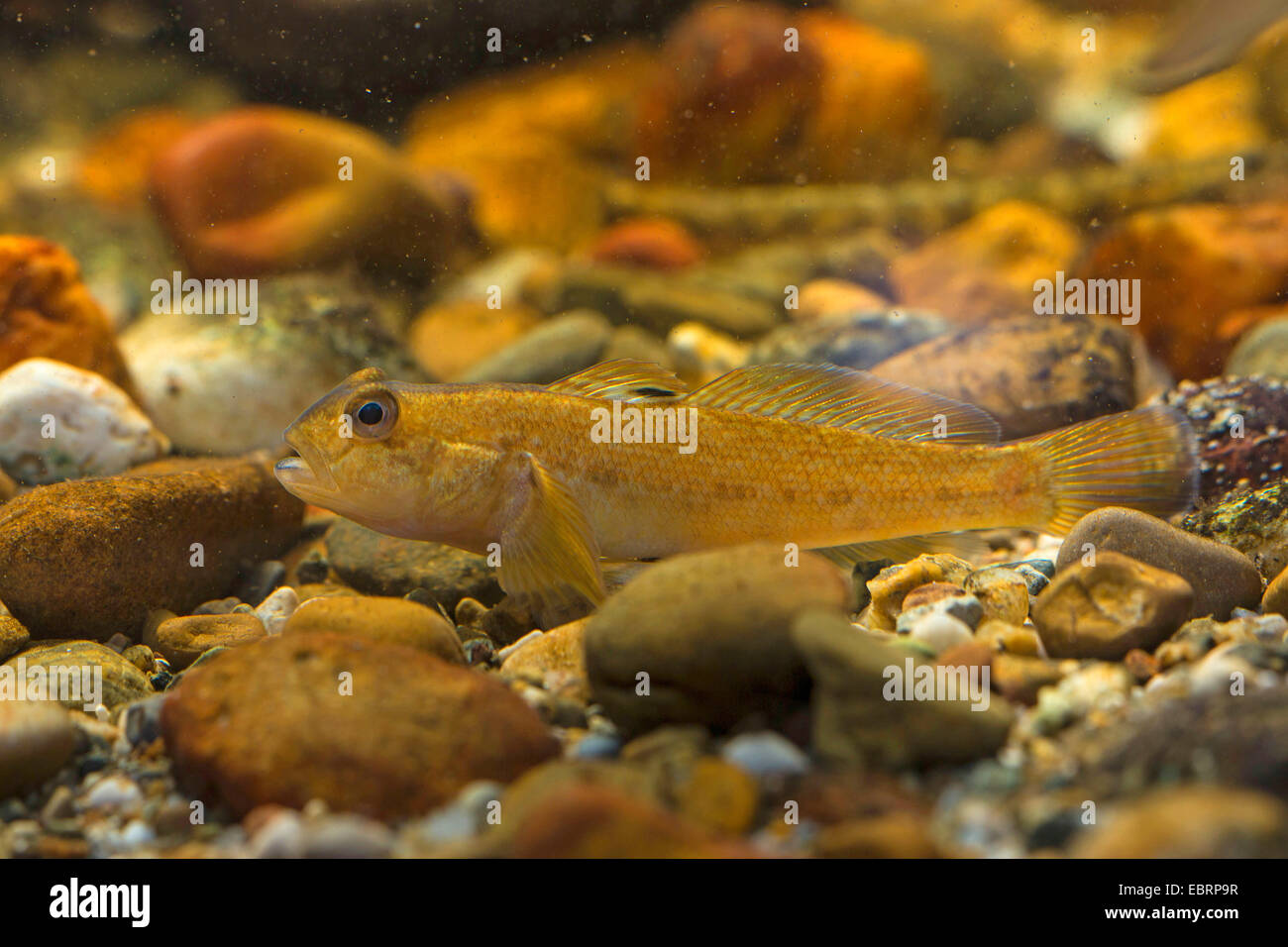 round goby (Neogobius melanostomus), female Stock Photo