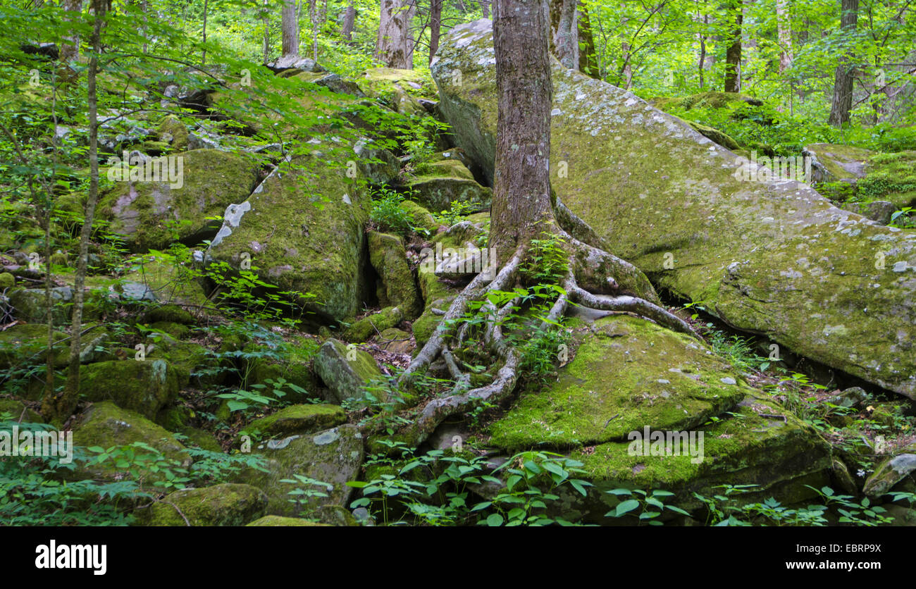 large tree grows on a tor, USA, Tennessee, Great Smoky Mountains National Park Stock Photo