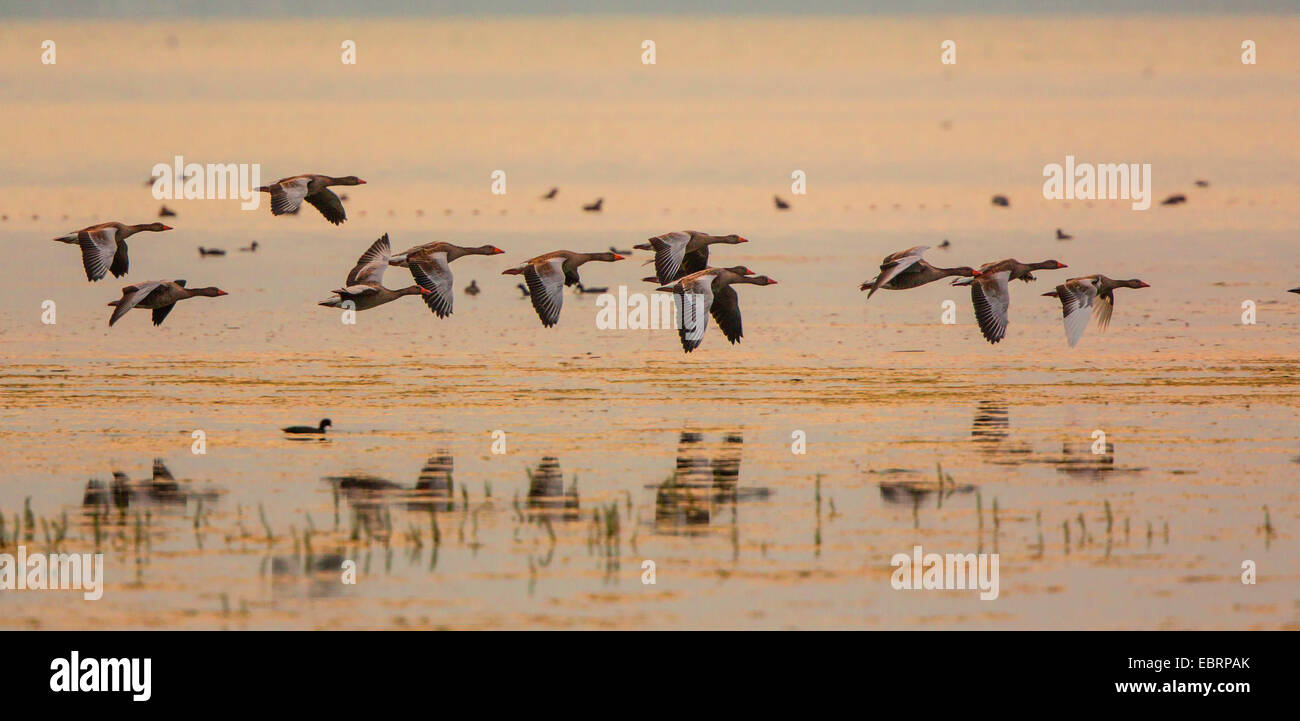 greylag goose (Anser anser), little troop flying in the afterglow close over the lake, Germany, Bavaria, Lake Chiemsee Stock Photo