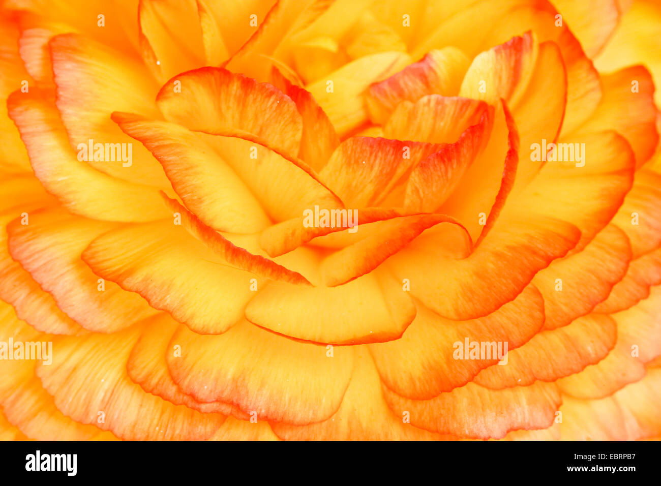 Persian Buttercup, Turban Ranunculus, Turban buttercup (Ranunculus asiaticus, Ranunculus hortensis), detail of an orange-yellow filled flower, Germany Stock Photo
