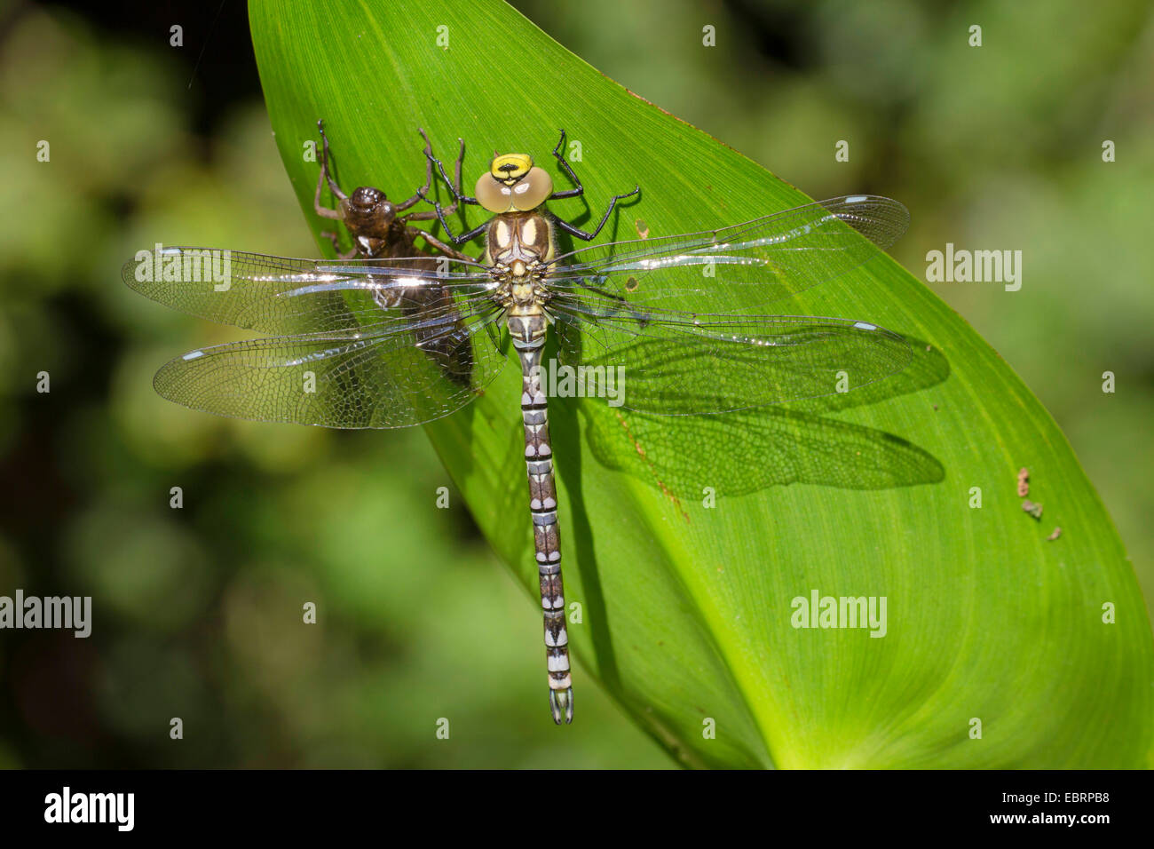 blue-green darner, southern aeshna, southern hawker (Aeshna cyanea), just hatched , beside the exuvia, Germany, Bavaria Stock Photo