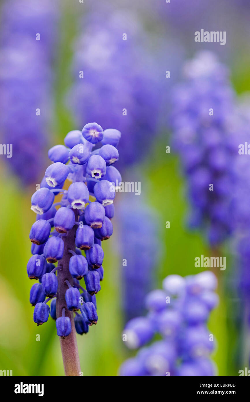small grape hyacinth, common grape hyacinth (Muscari botryoides), several inflorescences with selective focus, Germany, Baden-Wuerttemberg Stock Photo