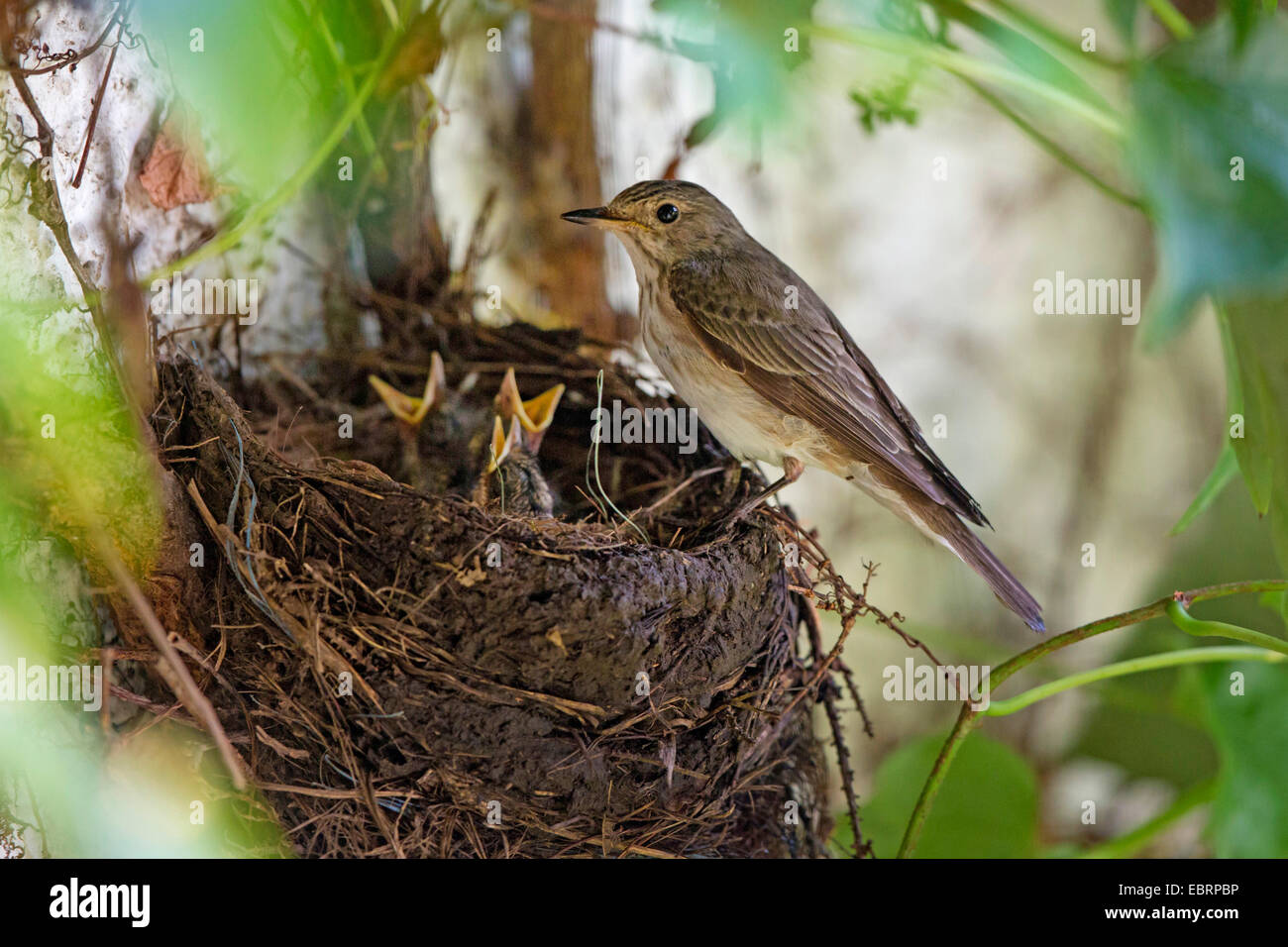spotted flycatcher (Muscicapa striata), at the nest with begging squeakers, Germany, Bavaria Stock Photo