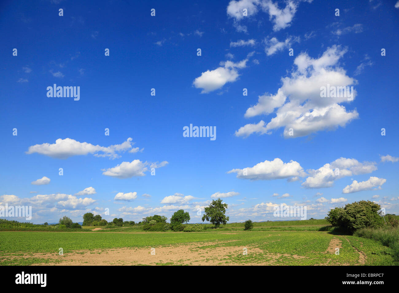 river flood plains in spring, Germany, Baden-Wuerttemberg, Mannheim Stock Photo