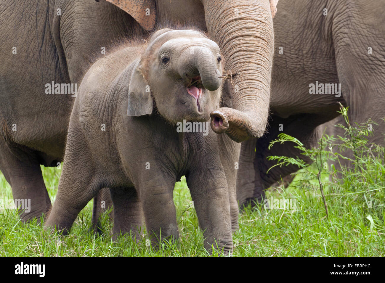 Asiatic elephant, Asian elephant (Elephas maximus), elephant calf feeds, Thailand, Elephant Nature Park, Chiang Mai Stock Photo