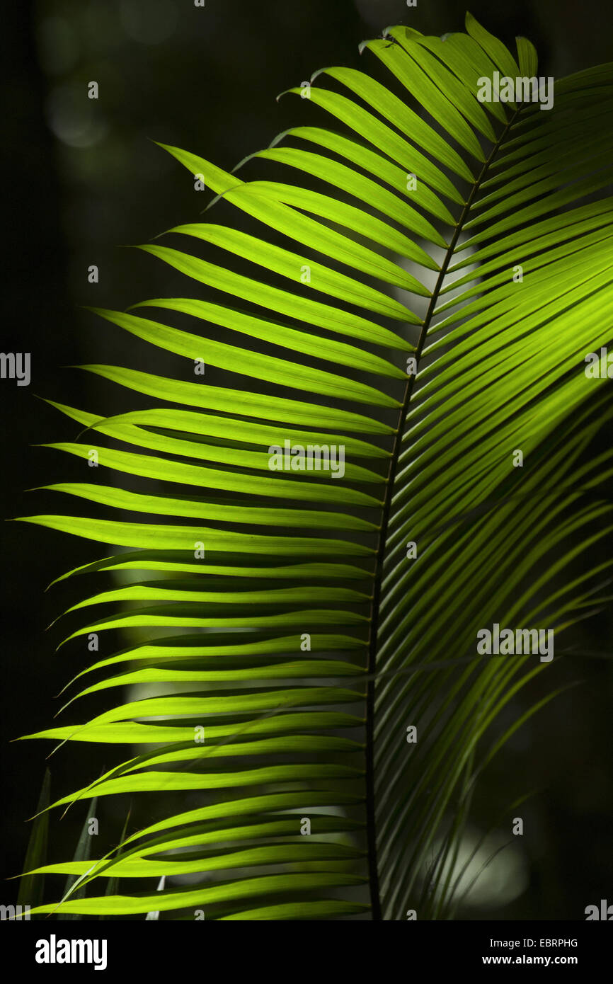 leaf of a rattan palm, Thailand, Khao Yai National Park Stock Photo