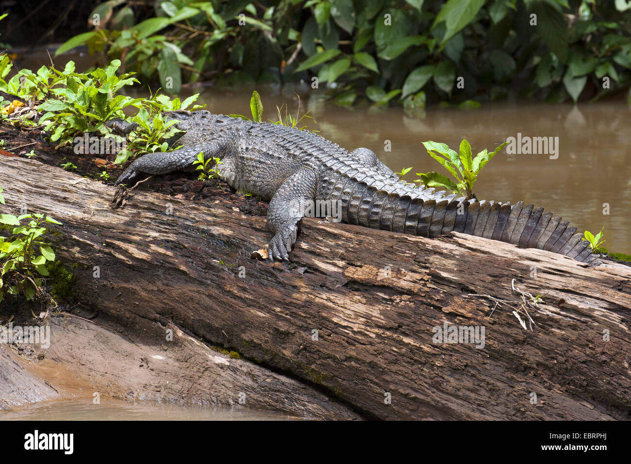 Siamese crocodile (Crocodylus siamensis), sunbathing on deadwood in a river, Thailand, Khao Yai National Park Stock Photo