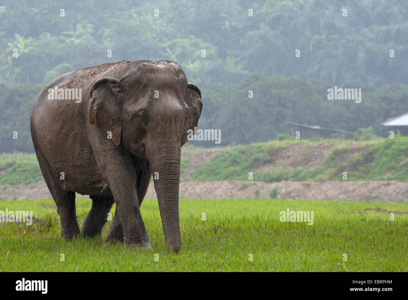 Asiatic elephant, Asian elephant (Elephas maximus), in driving rain, Thailand, Chiang Mai Stock Photo