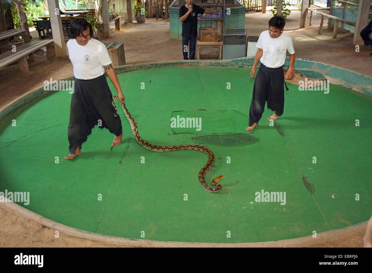 Reticulated python, Diamond python, Java rock python (Python reticulatus), snake show, Thailand, Mae Sa Snake Farm, Chiang Mai Stock Photo