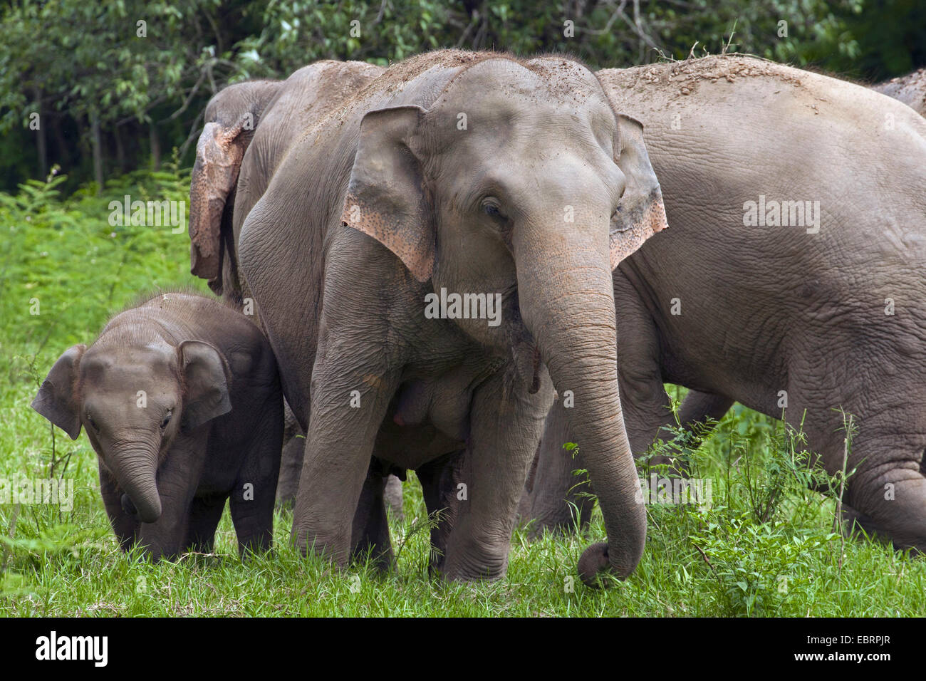 Asiatic elephant, Asian elephant (Elephas maximus), herd of elephants, Thailand, Elephant Nature Park, Chiang Mai Stock Photo