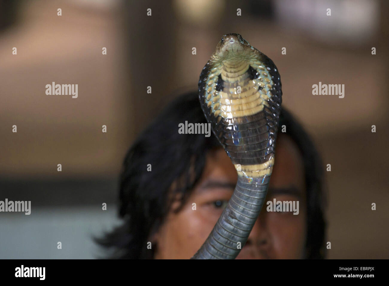 Indochinese spitting cobra, Siamese Cobra (Naja siamensis), snake exhibition, threatening cobra, Thailand, Mae Sa Snake Farm, Chiang Mai Stock Photo