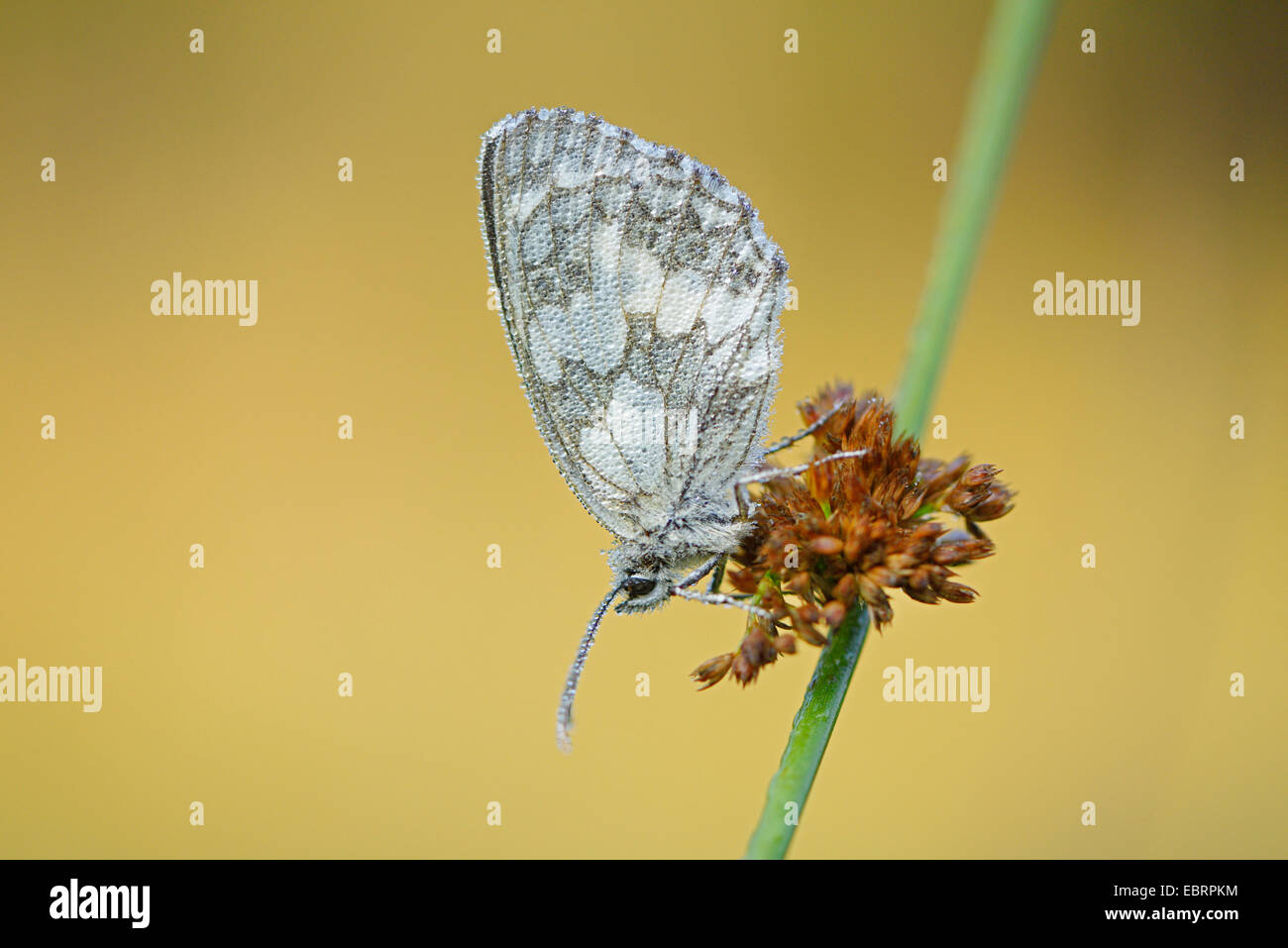 marbled white (Melanargia galathea), covered with morning dew butterfly sitting at a rush, Germany, Bavaria Stock Photo