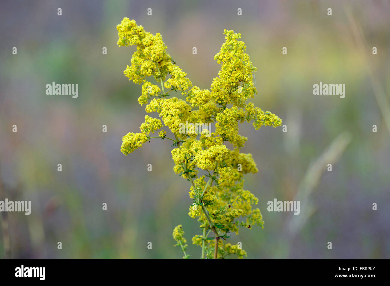 Lady's bedstraw, Yellow bedstraw, Yellow spring bedstraw (Galium verum), blooming, Germany, Bavaria Stock Photo