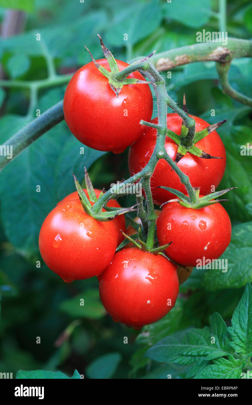 garden tomato (Solanum lycopersicum, Lycopersicon esculentum), ripe toamtos at a shrub Stock Photo