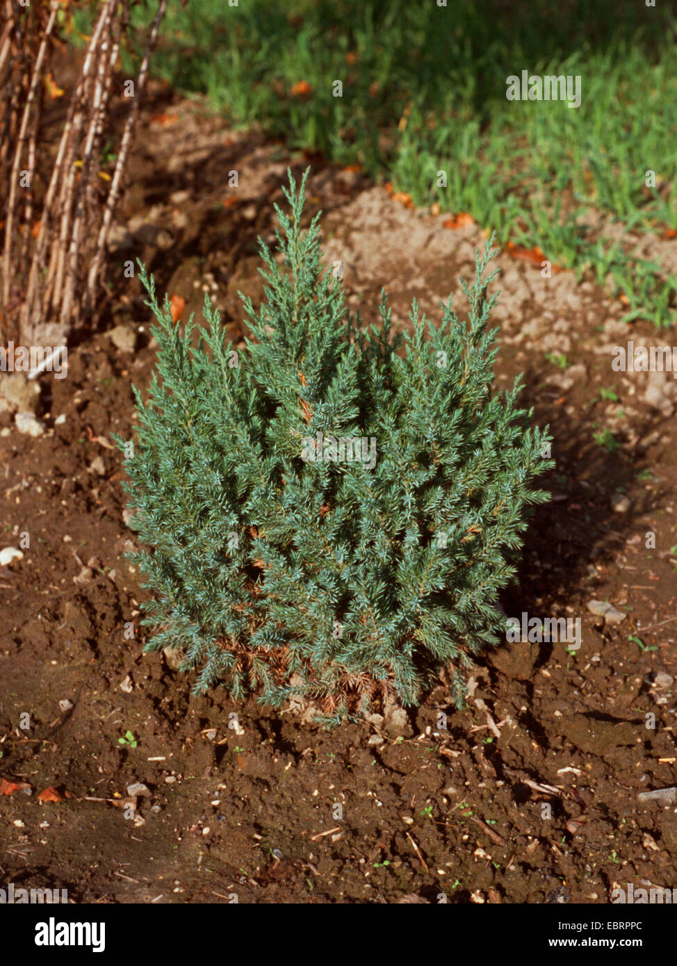 Chinese juniper (Juniperus chinensis 'Stricta', Juniperus chinensis Stricta), cultivar Stricta Stock Photo