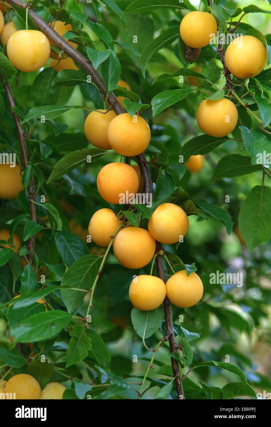 Cherry plum, Myrobalan plum (Prunus cerasifera), yellow cherry plums on a tree Stock Photo