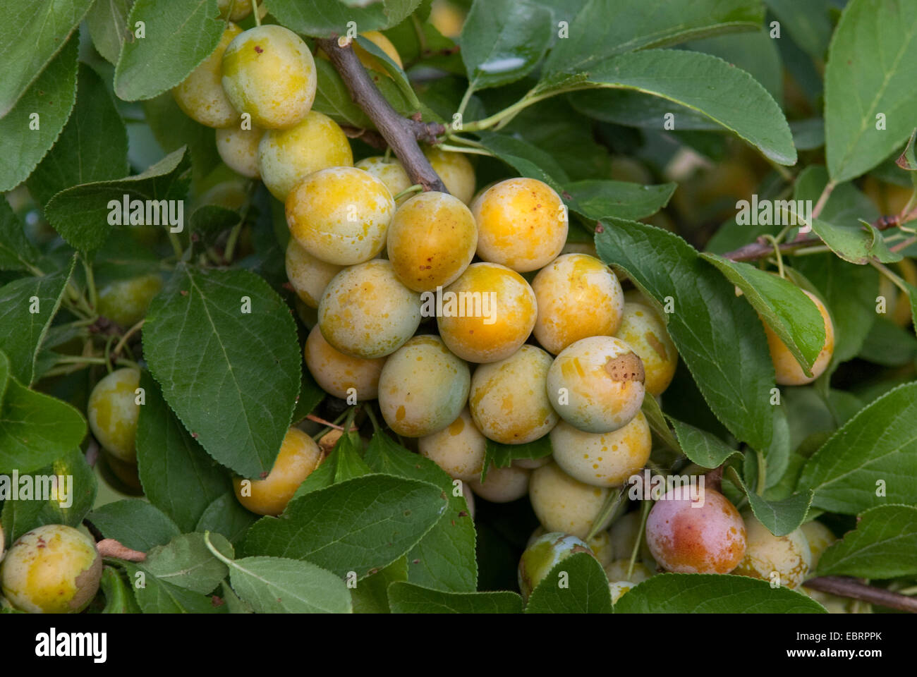 European plum (Prunus domestica 'Nancymirabelle', Prunus domestica Nancymirabelle), plums on a tree, cultivar Nancymirabelle Stock Photo