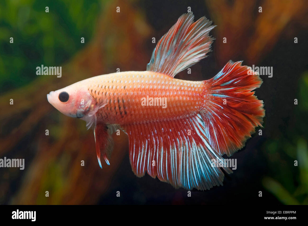 Siamese fighting fish, Siamese fighter (Betta splendens), breed