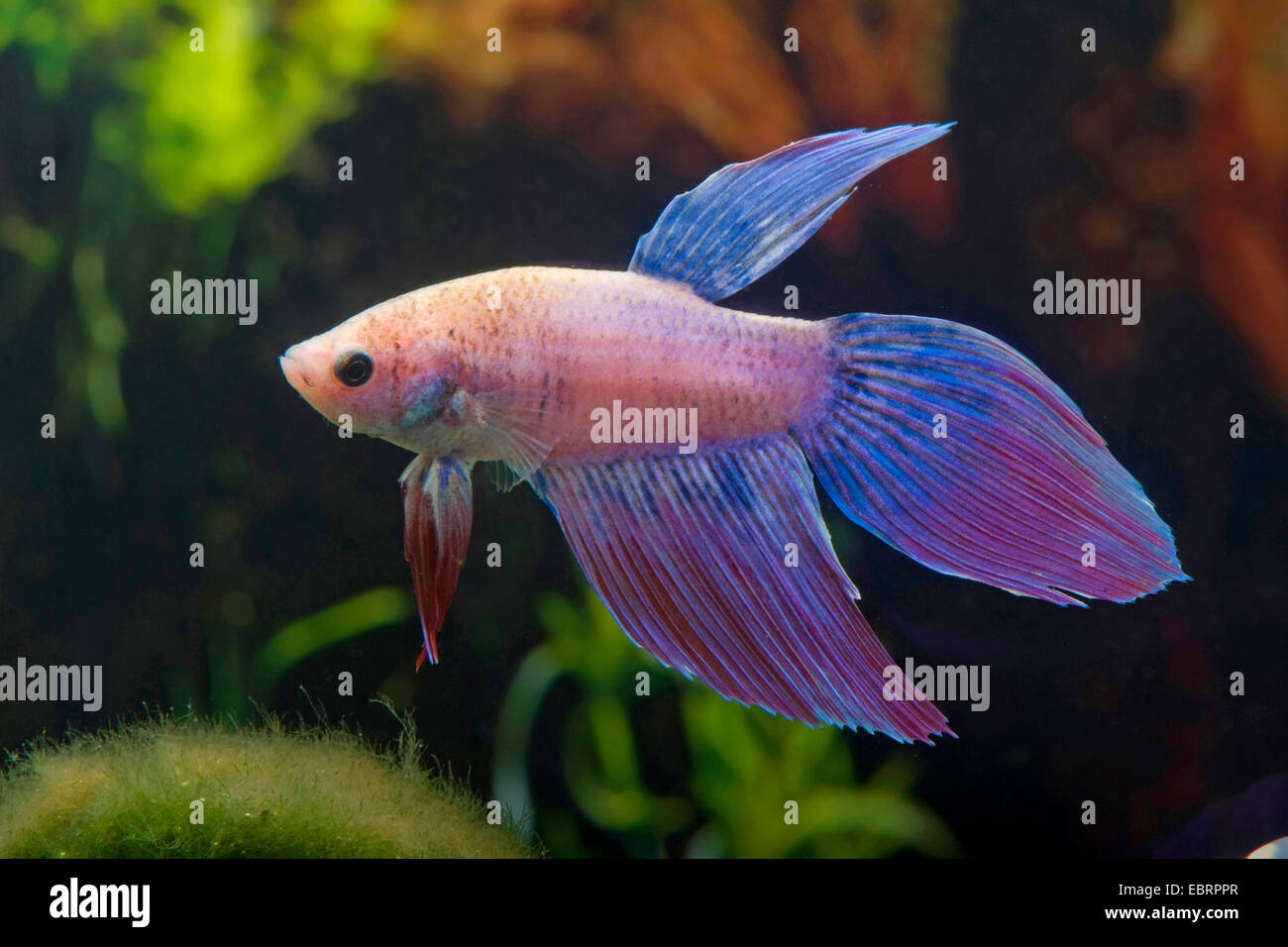 Siamese fighting fish, Siamese fighter (Betta splendens), breed