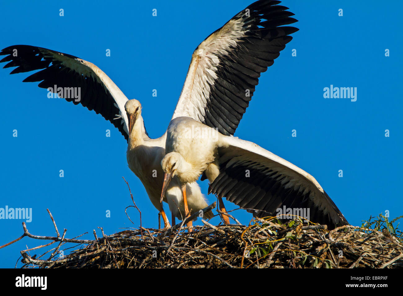 First Flight Fledgling Bird High Resolution Stock Photography and ...