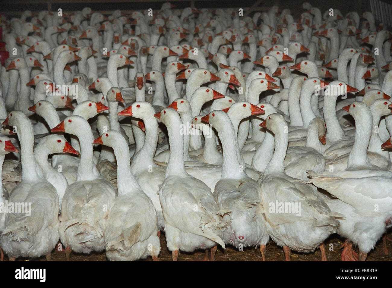 domestic goose (Anser anser f. domestica), countless birds jammed together in industrial farming and fattening, Germany, Stock Photo