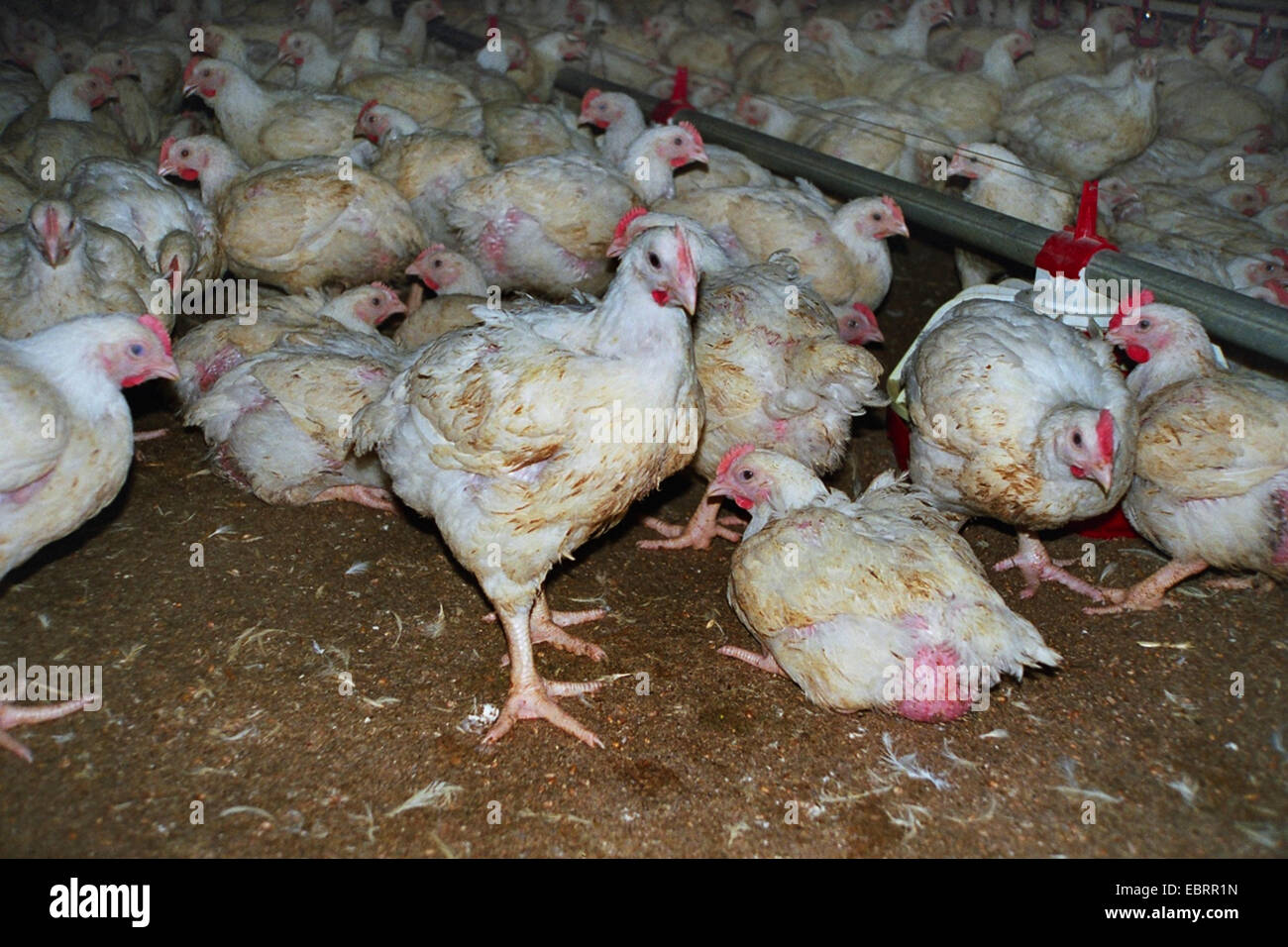 Broiler chickens hires stock photography and images Alamy
