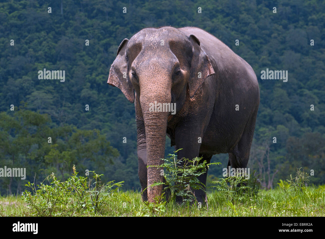 Asiatic elephant, Asian elephant (Elephas maximus), in nature reserve, Thailand, Elephant Nature Park, Chiang Mai Stock Photo