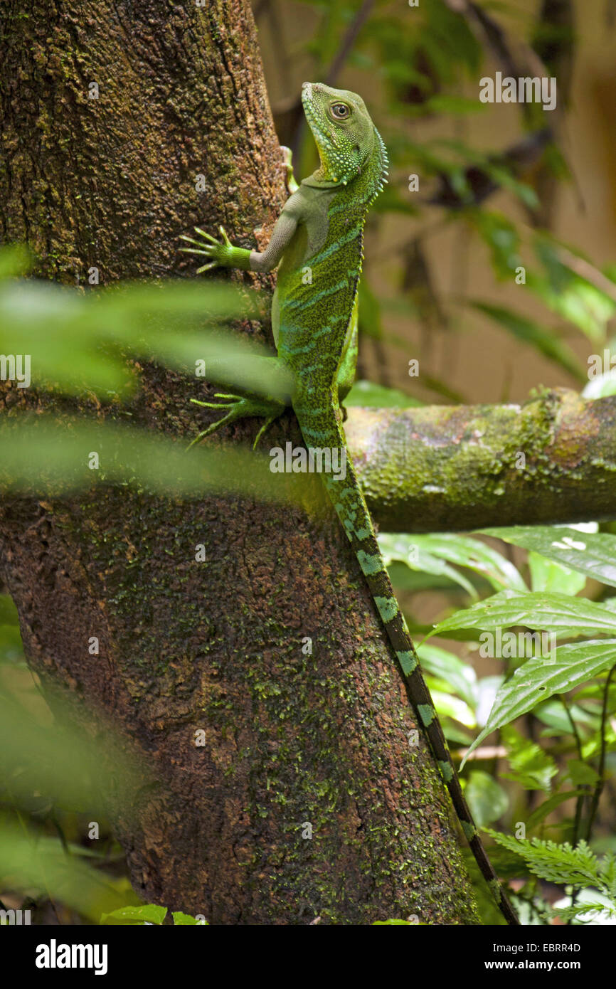 Water Dragon, Green Water Dragon, Chinese Water Dragon, Thai Water Dragon, Asian Water Dragon