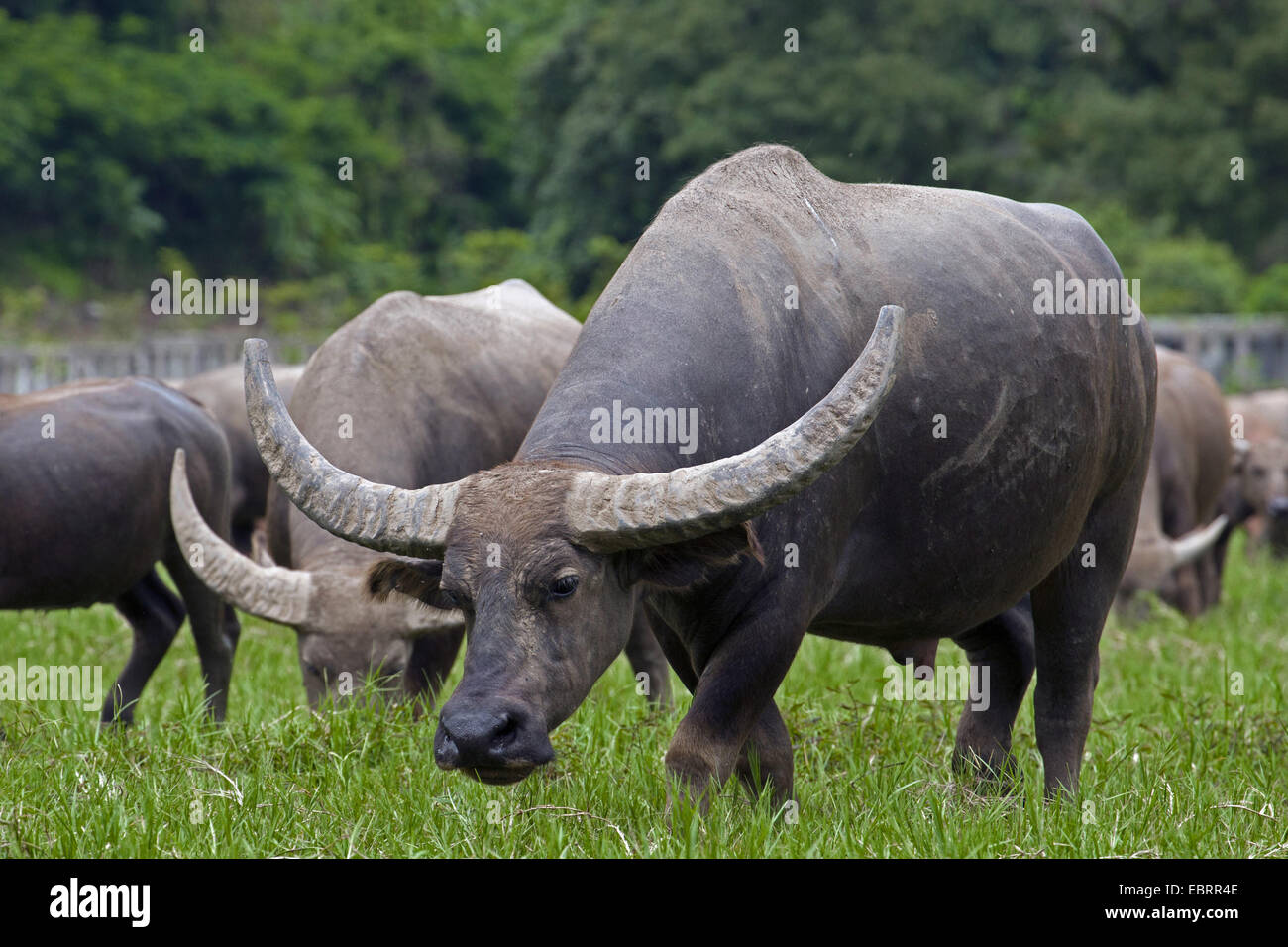 Asian water buffalo, wild water buffalo, carabao (Bubalus bubalis, Bubalus arnee), grazing in meadow, Thailand, Chiang Mai Stock Photo