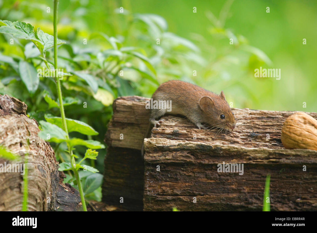 bank vole (Clethrionomys glareolus, Myodes glareolus), coming out of thicket and runs to a walnut, Germany, North Rhine-Westphalia Stock Photo