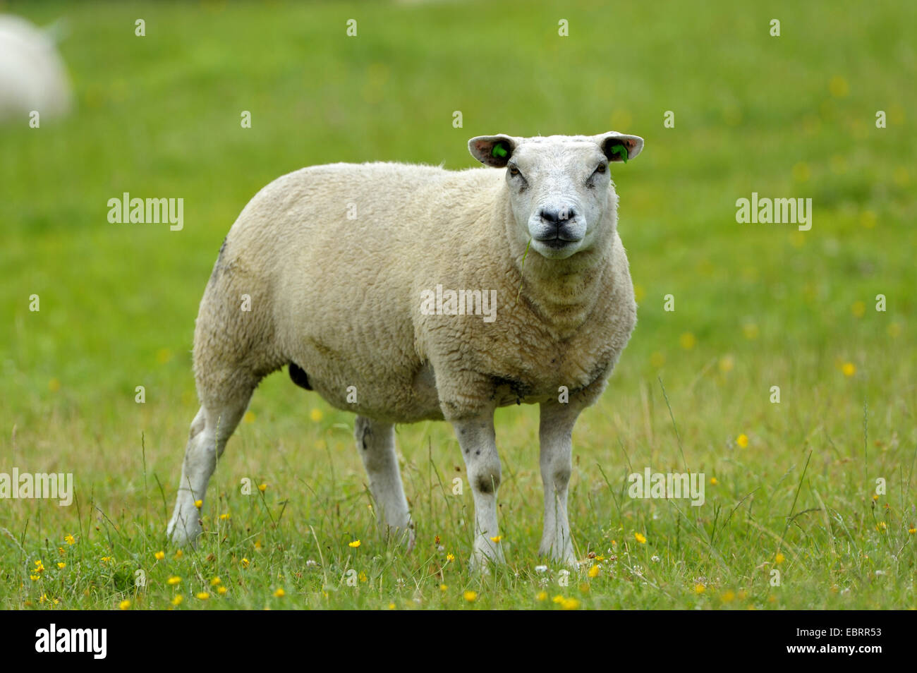 Texel sheep (Ovis ammon f. aries), in a pasture, Netherlands, Texel Stock Photo
