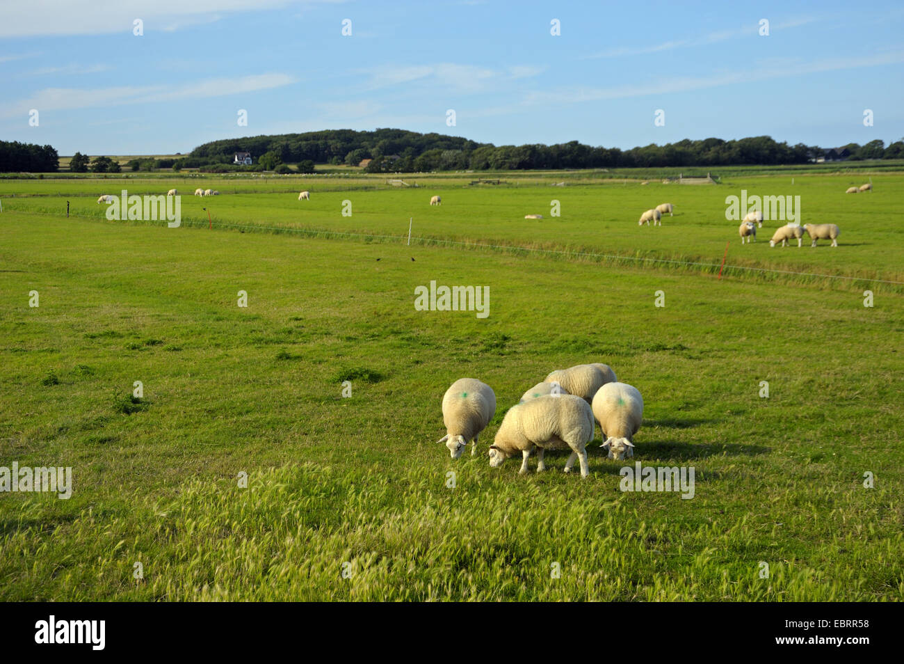 Texel sheep (Ovis ammon f. aries), grazing flock of sheep, Netherlands, Texel Stock Photo
