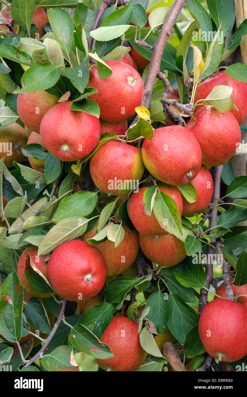 apple tree (Malus domestica 'Braeburn', Malus domestica Braeburn