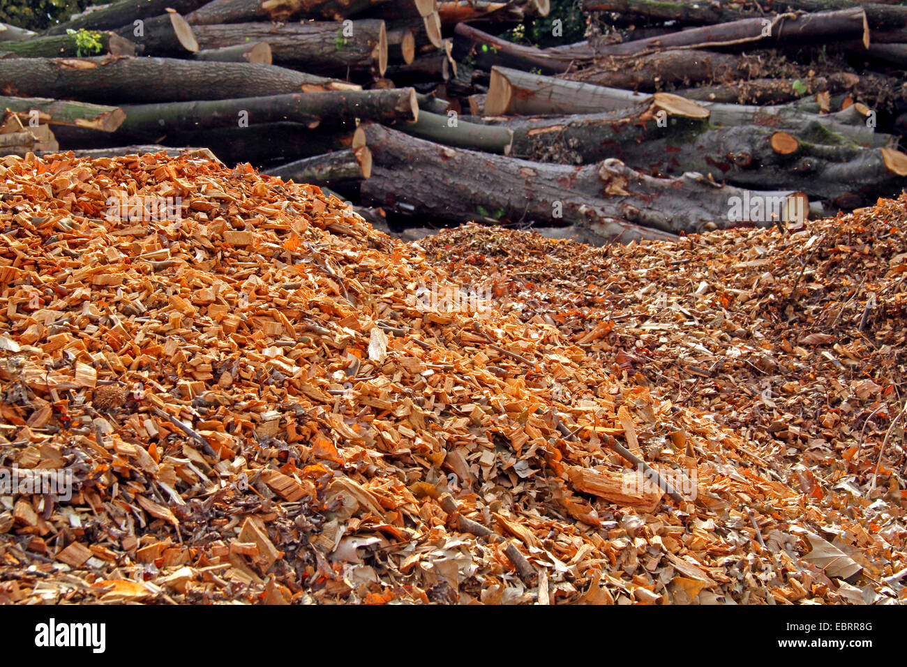 wood shavings and logs after storm, Germany, North Rhine-Westphalia, Ruhr Area, Essen Stock Photo