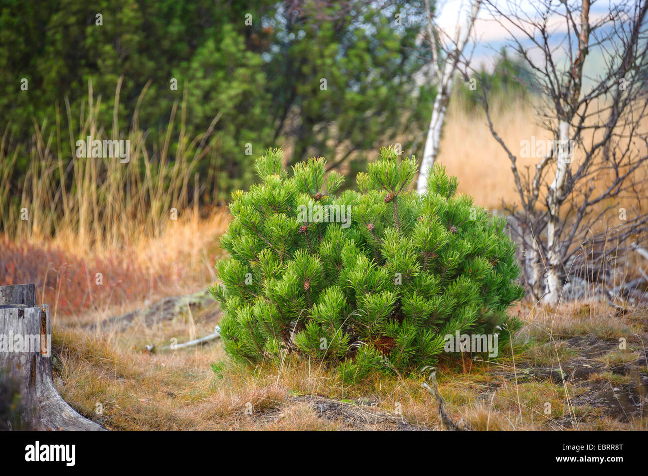 Mountain pine, Mugo pine (Pinus mugo subsp. rotundata, Pinus rotundata), in a mire, Germany, Saxony Stock Photo