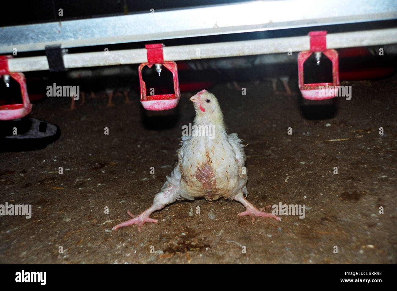 domestic fowl (Gallus gallus f. domestica), broiler chicken in industrial farming lying on the hen house floor in desolate state. The birds are gaining weight so fast that many of them are unable to stand on their feet at the end of the fattening process., Germany, Stock Photo