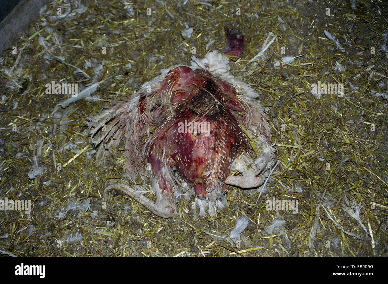 common turkey (Meleagris gallopavo), ravaged hen having died during the fattening in a stable on a factory farm,  , Stock Photo