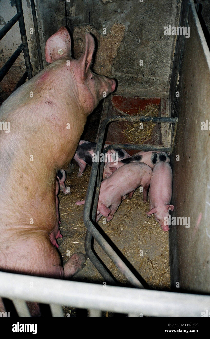 domestic pig (Sus scrofa f. domestica), pig breeding on different floors during factory farming, Germany, Stock Photo