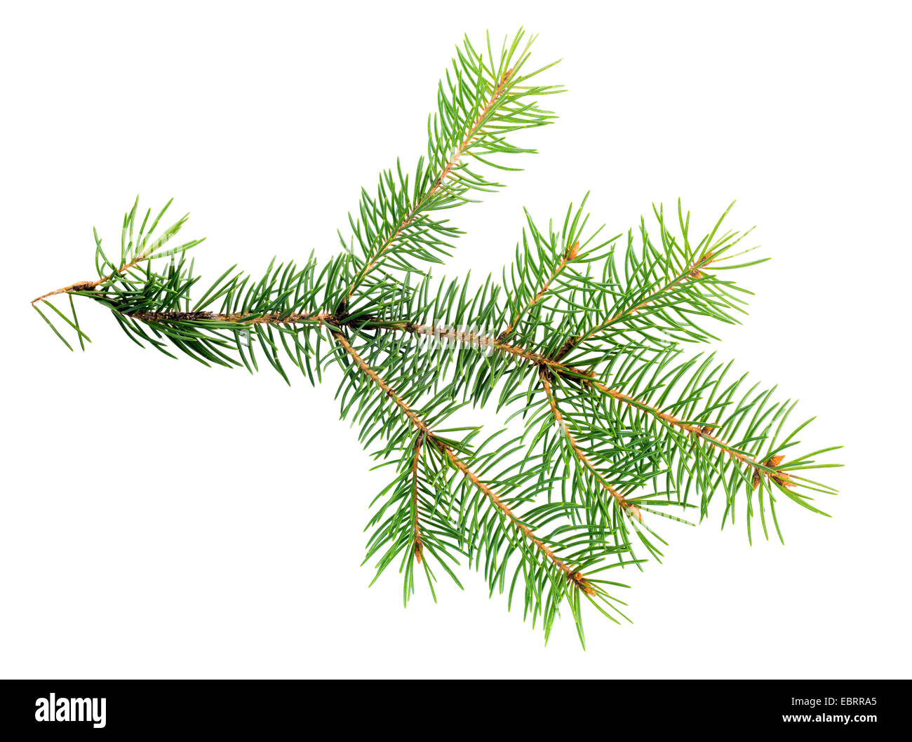 xmas branch of evergreen is isolated on white background Stock Photo