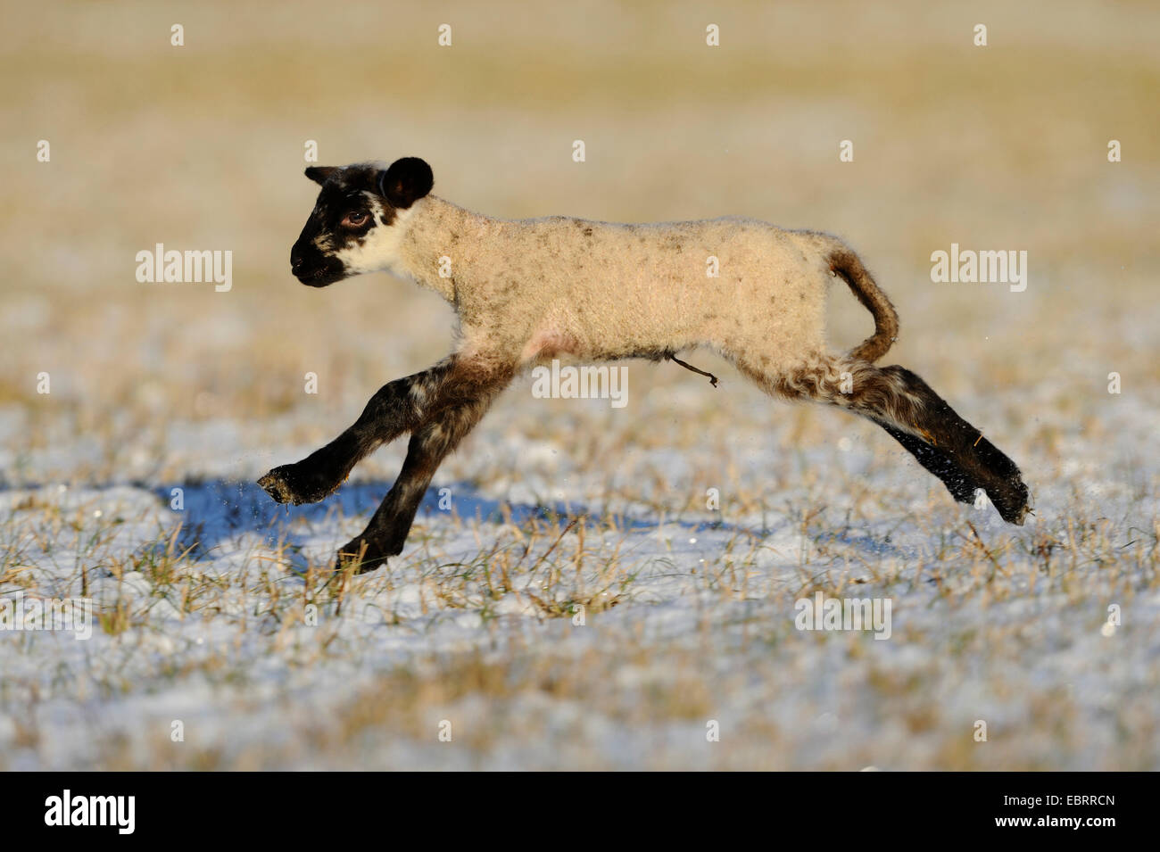 domestic sheep (Ovis ammon f. aries), lamb romping around Stock Photo ...