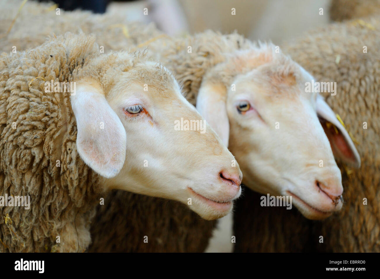 Merino sheep (Ovis ammon f. aries), portrait of two Merino sheep Stock Photo