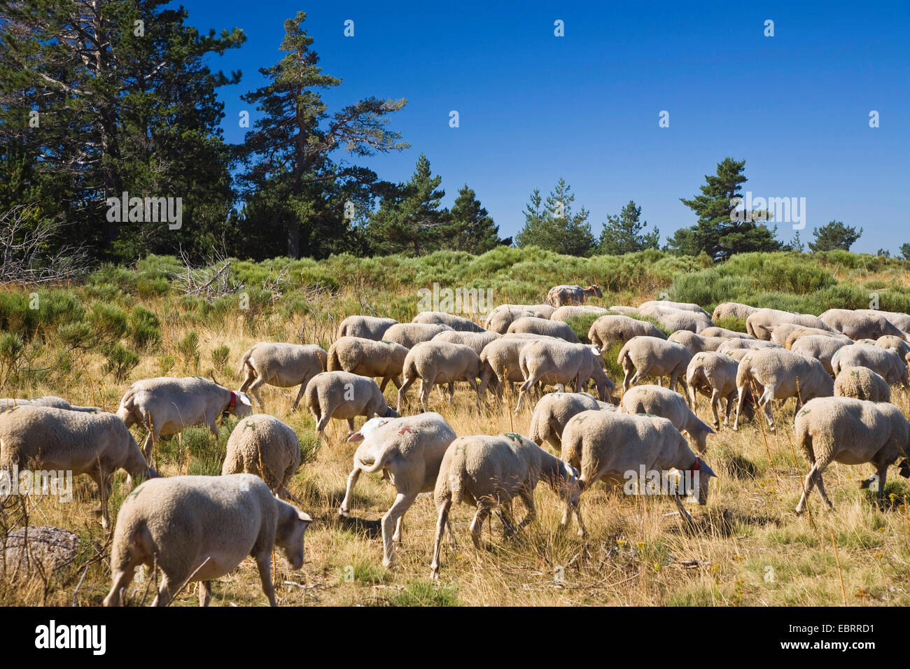 domestic sheep (Ovis ammon f. aries), flock of sheep, France, C�vennes Stock Photo