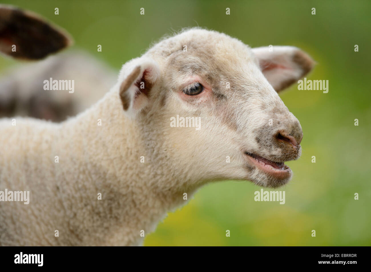 domestic sheep (Ovis ammon f. aries), bleating lamb, Germany, Bavaria Stock Photo